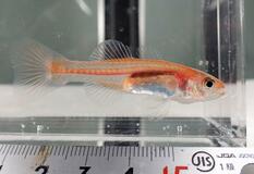 大震災の被災湾で希少な小魚発見