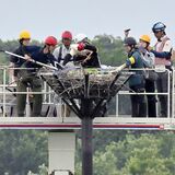 小山の渡良瀬遊水地でコウノトリのひな４羽に足輪装着　すくすく成長、14日に命名式