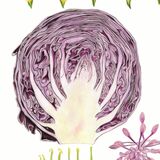 このキャベツ食べられません　三島中・高塩さんの植物画が大臣賞　本物さながらの断面に注目