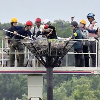 小山の渡良瀬遊水地でコウノトリのひな４…