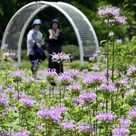 園内彩る多様なハーブ　佐野・みかもハー…