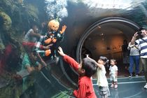大水槽にカボチャマン　大田原