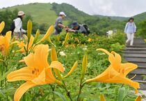 ニッコウキスゲ開花ピーク