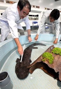 オオサンショウウオの里帰り