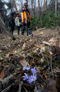 春の使者、雪割草が開花　みかもやま公園