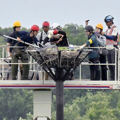 小山の渡良瀬遊水地でコウノトリのひな４羽に足輪装着　すくすく成長、14日に命名式