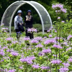 園内彩る多様なハーブ　佐野・みかもハーブ園　香りも楽しんで