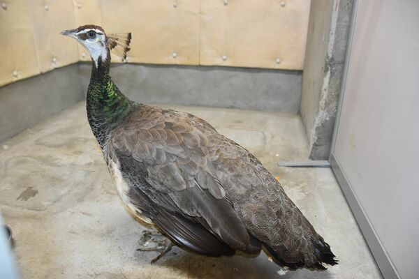 今市署で保護されたクジャクとみられる鳥＝18日午後、今市署