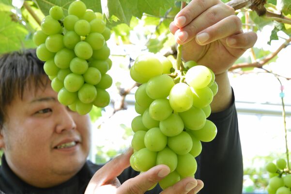 美土里農園で収穫期を迎えているシャインマスカット