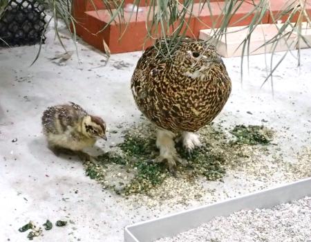 　富山市ファミリーパークで繁殖したライチョウの親子（同園提供）