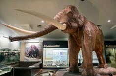 ナウマンゾウ、１万年早く絶滅か