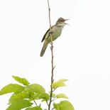 夏鳥来たりて、にぎやか　渡良瀬遊水地にオオヨシキリ飛来