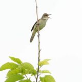 夏鳥来たりて、にぎやか　渡良瀬遊水地にオオヨシキリ飛来