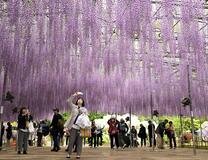 下がる大藤 上がる気分
