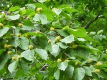 再来年も凶作？クマ出没に警戒