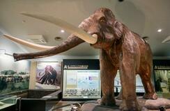 ナウマンゾウ、１万年早く絶滅か