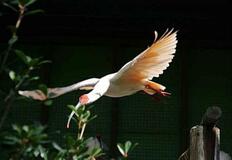 国内初人工ふ化のトキ死ぬ