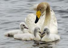 ラピダス近隣開発で撤回要望書
