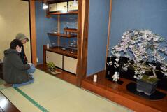 春の花かれんに手乗り盆栽100点