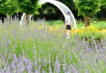 佐野でラベンダー見頃