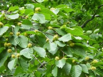 再来年も凶作？クマ出没に警戒