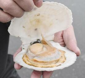 日本産水産物の対中輸出再開