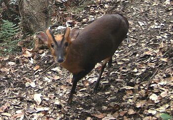 栃木県に迫る？ 特定外来生物キョン “人が苦しむような”不気味な鳴き声  