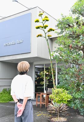 開花したリュウゼツランを眺める店長の石塚さん