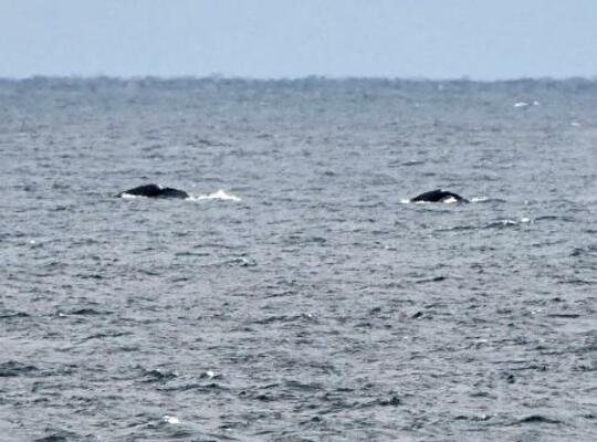 　八丈島の近海に姿を現した２頭のクジラ