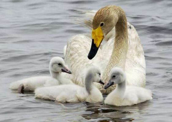 オオハクチョウの母鳥とひな=2005年、北海道苫小牧市のウトナイ湖