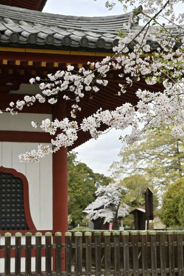 足利市の鑁阿寺は満開から散り始め＝８日午前