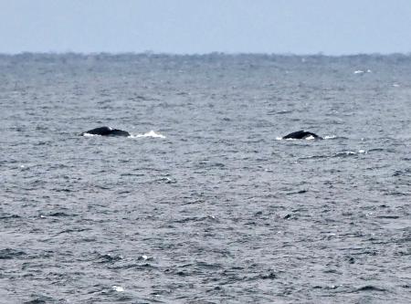 　八丈島の近海に姿を現した２頭のクジラ
