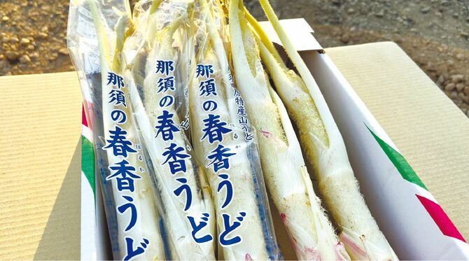 えぐみも少なく、香りもいい山ウド