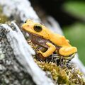 全身黄色!?のアオガエル 日光・日本両棲類研究所が公開 「非常に珍しい」 発見は山形で