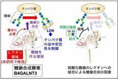 糖鎖合成酵素 B4GALNT3 のレクチンドメインを発見
