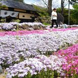 戸長屋敷が春の装い　栃木でシバザクラ見頃　端午の節句飾りも