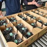 色よし味よし、栃木でブドウ出荷　今シーズン初、７月上旬にピークへ
