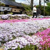 戸長屋敷が春の装い　栃木でシバザクラ見頃　端午の節句飾りも