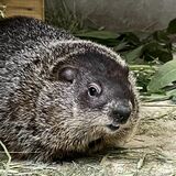 那須どうぶつ王国に初の「ウッドチャック」４頭　米国から受け入れ　今春の公開目指す