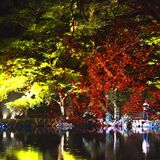 きらめく佐野の夜　出流原弁天池などライトアップ開始