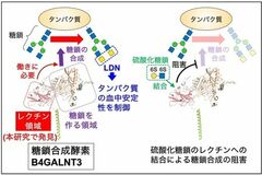 糖鎖合成酵素 B4GALNT3 のレクチンドメインを発見