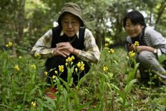 【夕刊】キンラン、ギンランかれんに