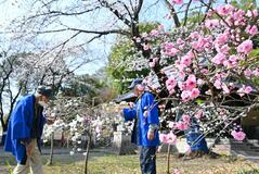 ハナモモと桜競演