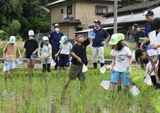 カエル、アメンボ捕まえた