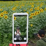 10万本のヒマワリ満開　上三川で24、25日「サンフラワー祭り」　マルシェやプールも