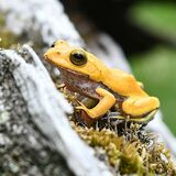 全身黄色!?のアオガエル 日光・日本両棲類研究所が公開 「非常に珍しい」 発見は山形で