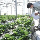 とちあいかに“推し変”の栃木　あまおう一筋20年の福岡　イチゴ二大産地の切磋琢磨