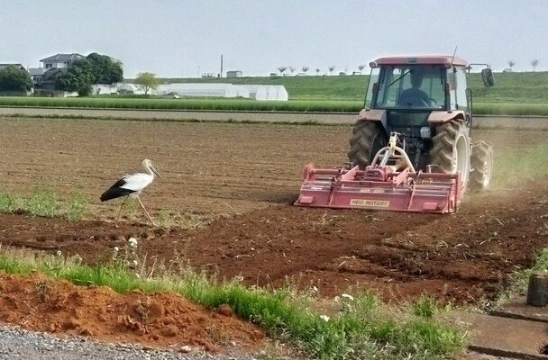農作業中の耕運機の後ろを歩くコウノトリ（栗田さん撮影）