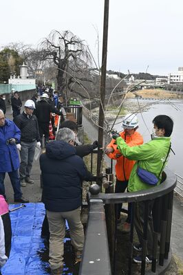 シダレザクラの苗木を植える参加者