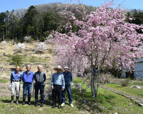 ７年前に苗木を植え、満開になったシダレザクラと「植える会」のメンバー。右から２番目が会長の青木さん